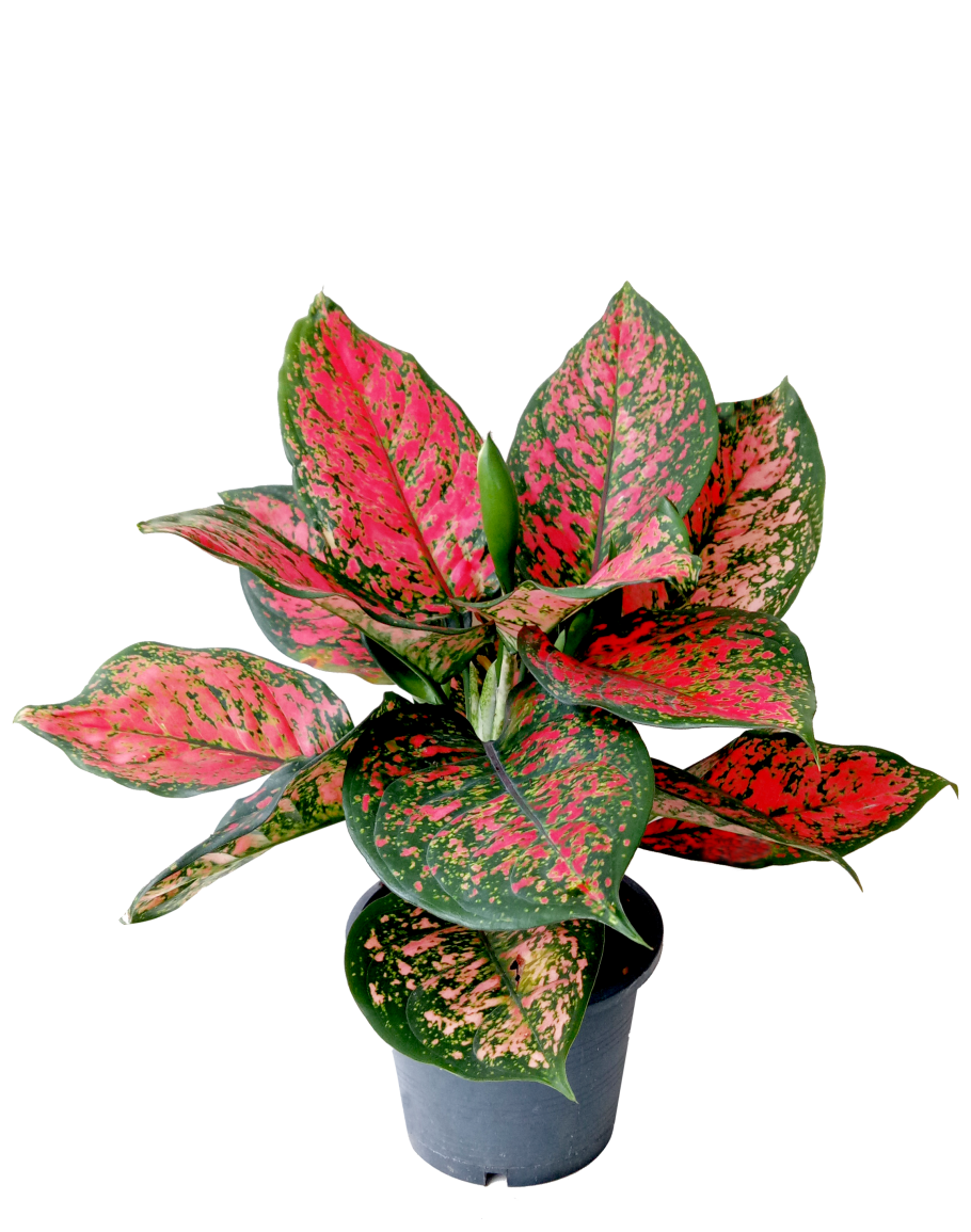 Aglaonema Wishes Care